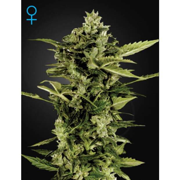 Green House Seeds Auto-Bomb 10 Stk feminisiert