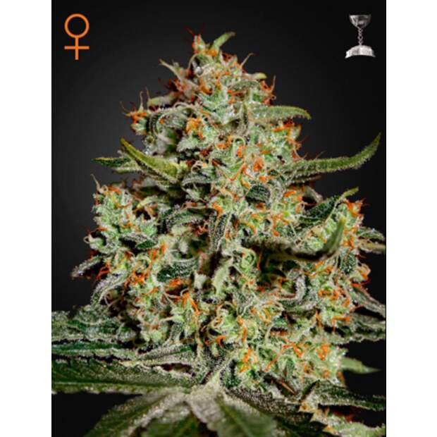 Green House Seeds Big Bang 10 Stk feminisiert