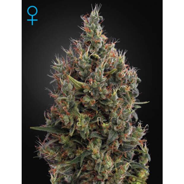 Green House Seeds Big Bang Auto 5 pcs feminised