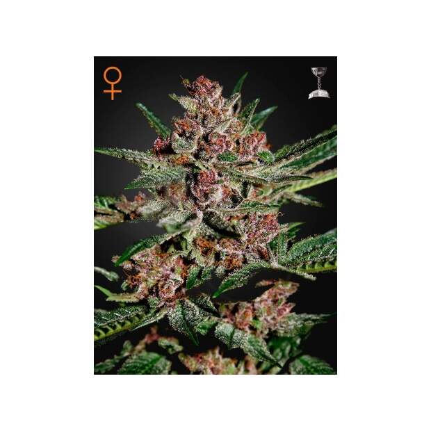 Green House Seeds Bubba Kush 3 Stk feminisiert