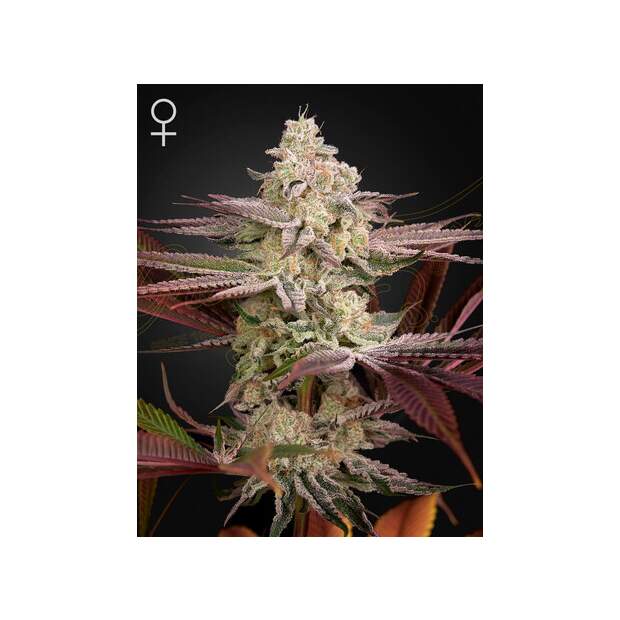 Green House Seeds Chemical Bride 3 pcs feminised