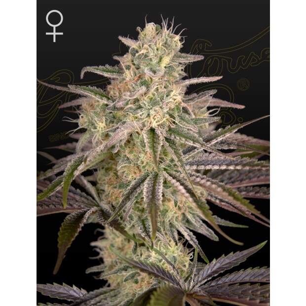 Green House Seeds Cloud Walker 3 Stk feminisiert