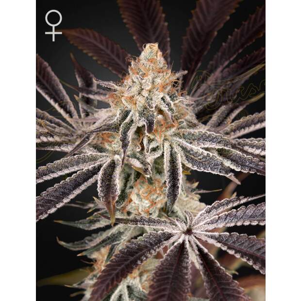 Green House Seeds Dark Phoenix 10 Stk feminisiert