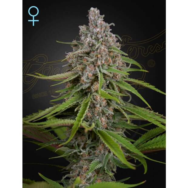 Green House Seeds CBD Deep Candy 10 Stk feminisiert