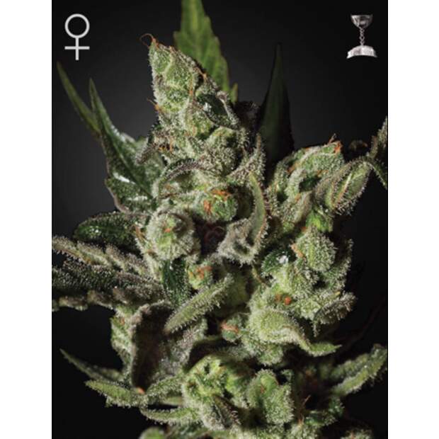 Green House Seeds Exodus Cheese 10 Stk feminisiert