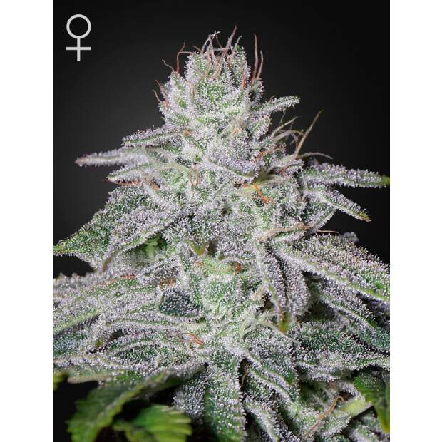 Green House Seeds Francos Lemon Cheese 5 Stk feminisiert