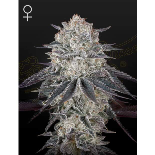 Green House Seeds Fullgas 10 Stk feminisiert