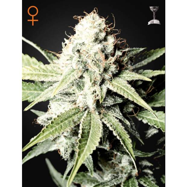 Green House Seeds Great White Shark 3 Stk feminisiert