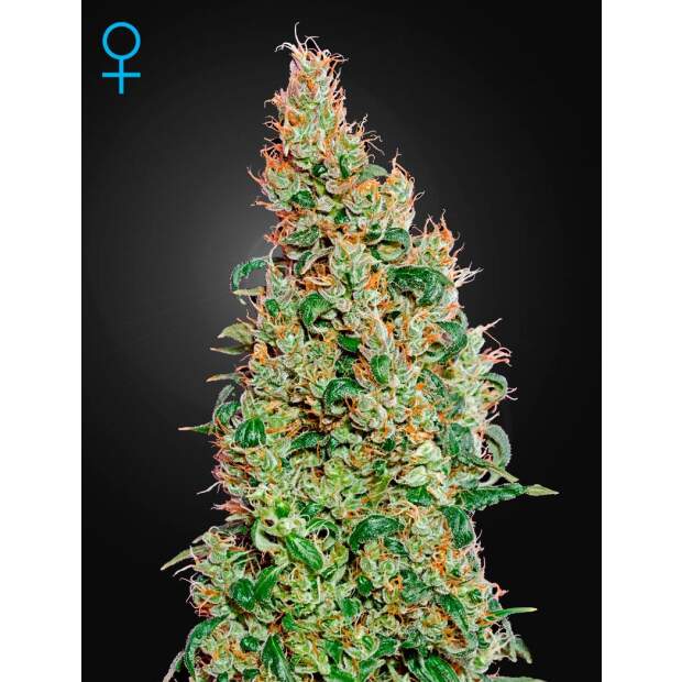 Green House Seeds Green-O-Matic Auto 10 pcs feminised