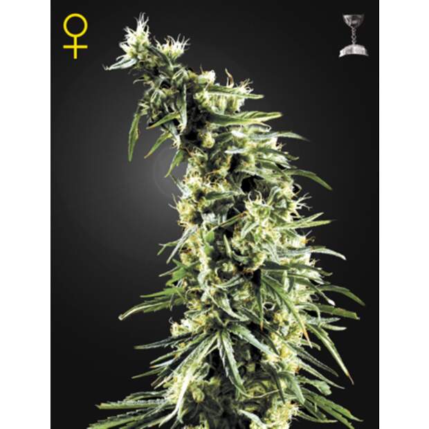 Green House Seeds Hawaiian Snow 3 Stk feminisiert