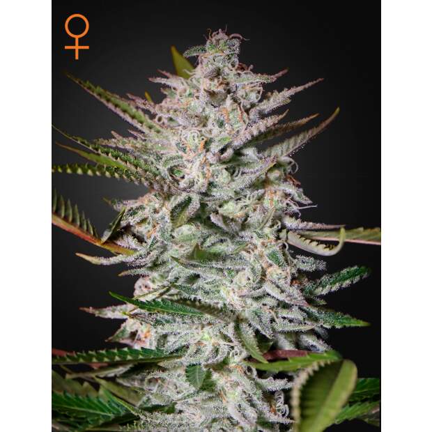 Green House Seeds Holy Punch 3 Stk feminisiert