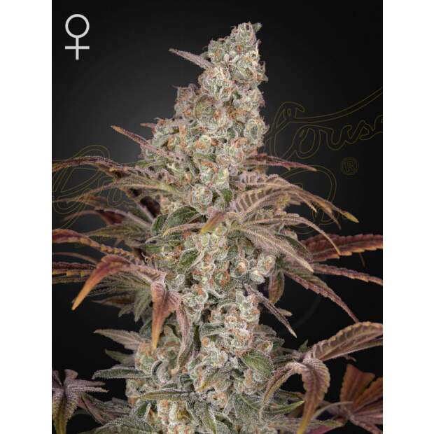 Green House Seeds Jacks Dream 3 Stk feminisiert