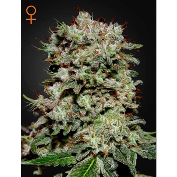 Green House Seeds Kalashnikova 10 Stk feminisiert