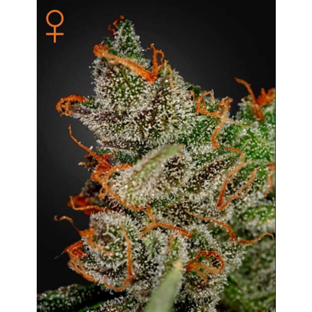 Green House Seeds Kings Kush 3 Stk feminisiert