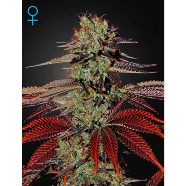 Green House Seeds Kings Kush Auto 5 Stk feminisiert