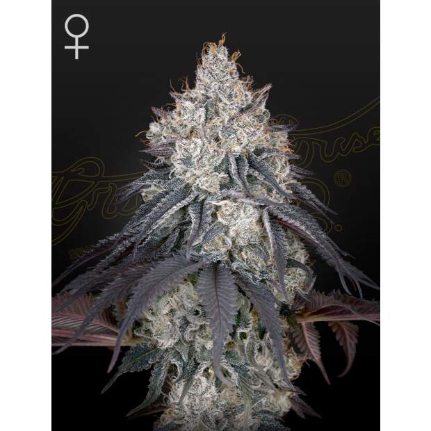 Green House Seeds Lemon Orange 10 Stk feminisiert