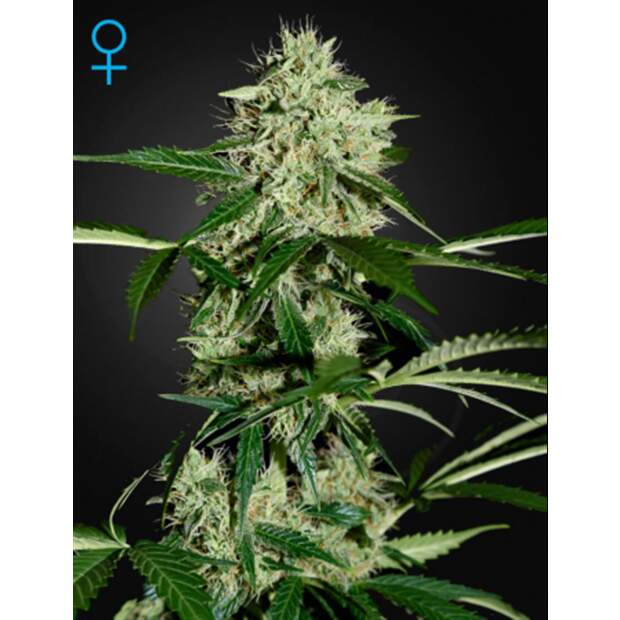 Green House Seeds Northern Lights Auto 3 Stk feminisiert