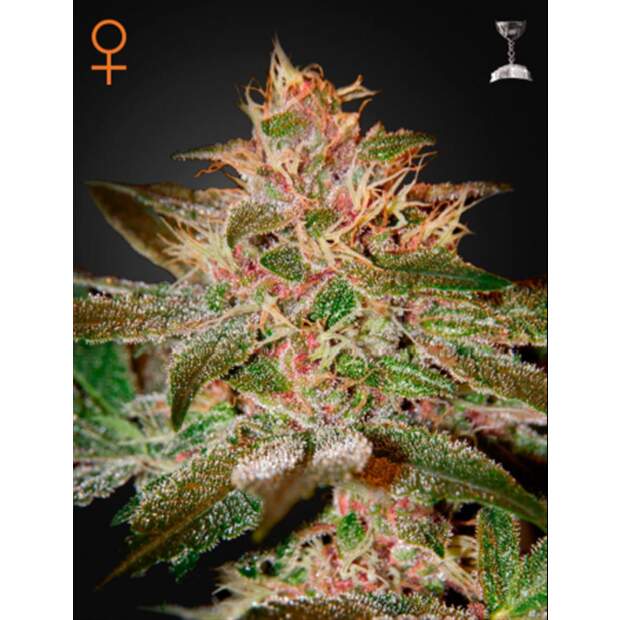 Green House Seeds Pure Kush 10 Stk feminisiert