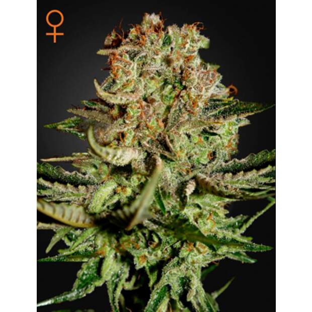 Green House Seeds Super Bud 5 Stk feminisiert