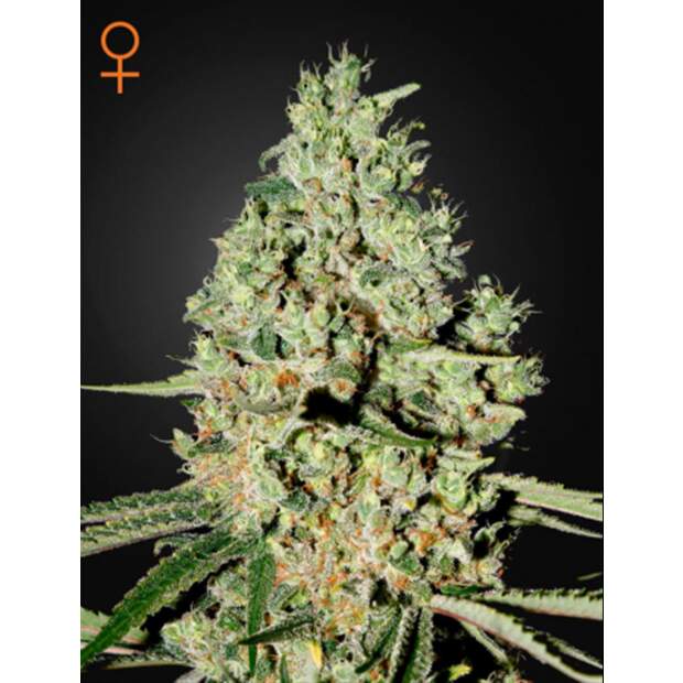 Green House Seeds Super Critical 10 Stk feminisiert