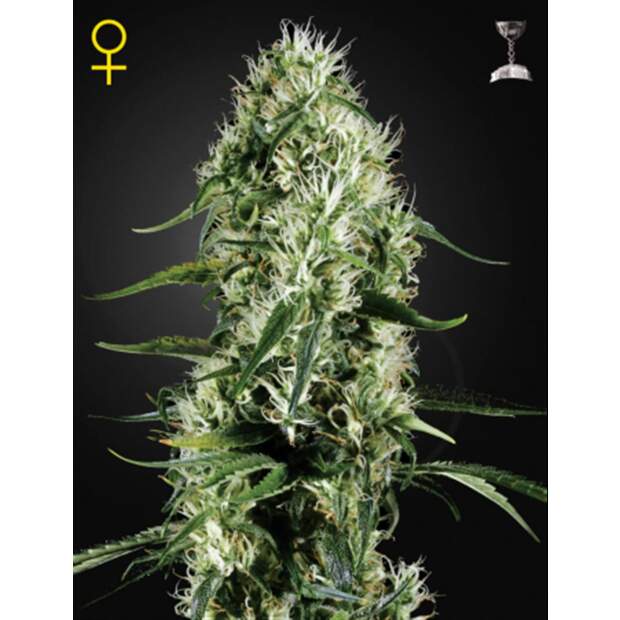 Green House Seeds Super Silver Haze 5 Stk feminisiert