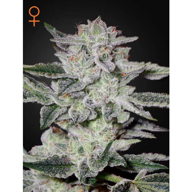 Green House Seeds Sweet Valley Kush 5 Stk feminisiert