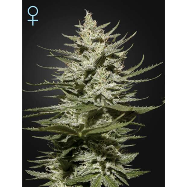 Green House Seeds The Church CBD 3 pcs feminised