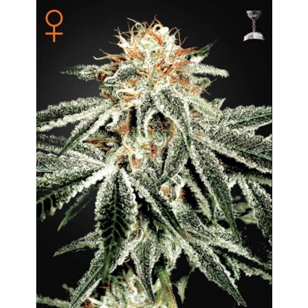 Green House Seeds White Widow 5 Stk feminisiert