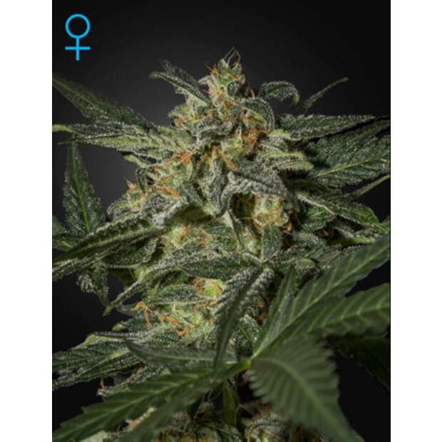 Green House Seeds White Widow Auto 10 Stk feminisiert