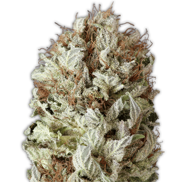 Heavyweight Seeds Extreme Impact Auto 3 Stk feminisiert