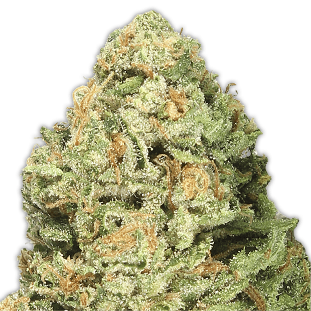 Heavyweight Seeds Fruit Punch 3 Stk feminisiert