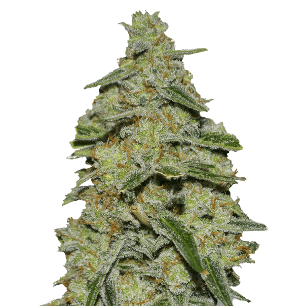 Heavyweight Seeds Lemon Cake 3 Stk feminisiert