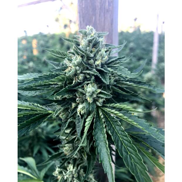 Humboldt Seeds Cinnamon Buddha OG 10 Stk feminisiert