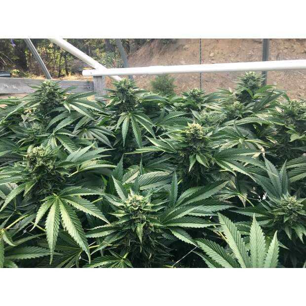 Humboldt Seeds Cinnamon Buddha OG 10 pcs feminised