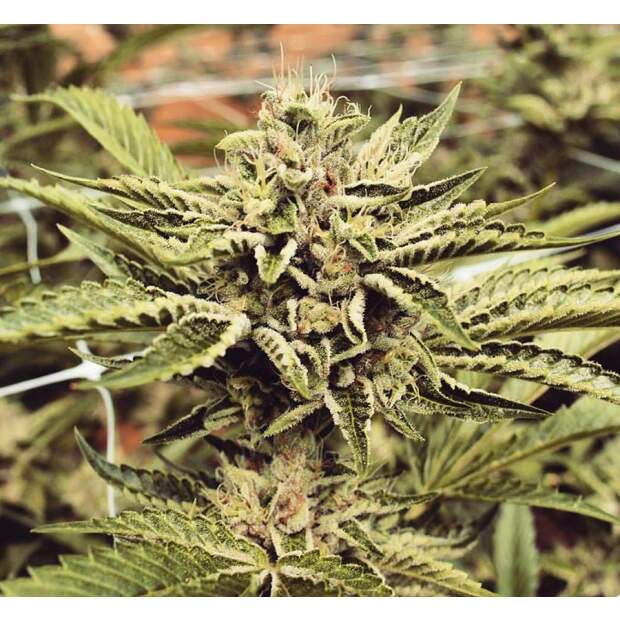 Humboldt Seeds Cinnamon Buddha OG 10 pcs feminised