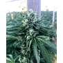 Humboldt Seeds Cinnamon Buddha OG 10 Stk feminisiert