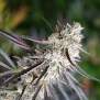 Humboldt Seeds Florida Gaspack 10 Stk feminisiert