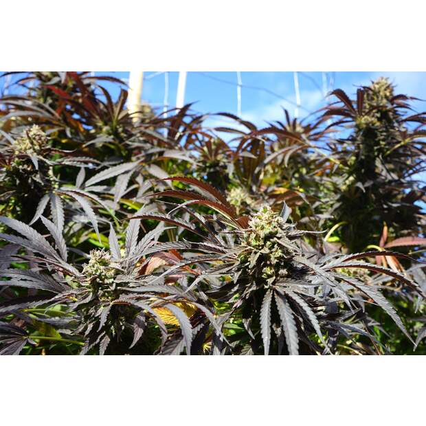 Humboldt Seeds Runtz Fast Flowering 10 pcs feminised