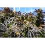 Humboldt Seeds Runtz Fast Flowering 10 pcs feminised