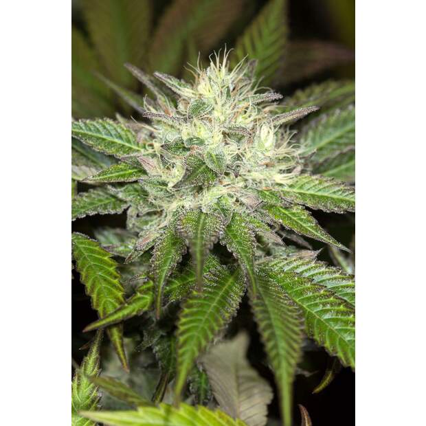 Humboldt Seeds Sapphire OG 5 pcs feminised