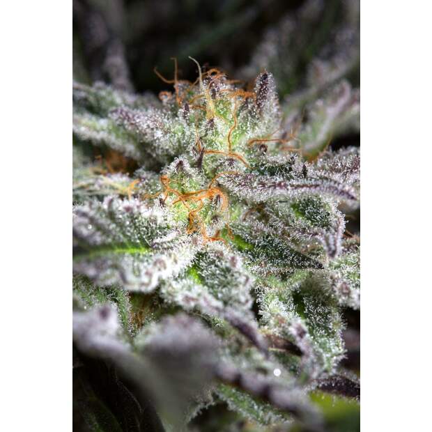 Humboldt Seeds Sapphire OG 5 pcs feminised