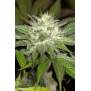 Humboldt Seeds Sapphire OG 5 pcs feminised