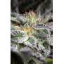 Humboldt Seeds Sapphire OG 5 pcs feminised