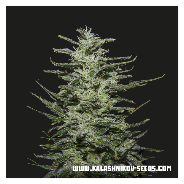 Kalashnikov Seeds Amnesia Molotov 3 pcs feminised