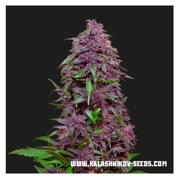 Kalashnikov Seeds Purple Mazar Auto 3 pcs feminised