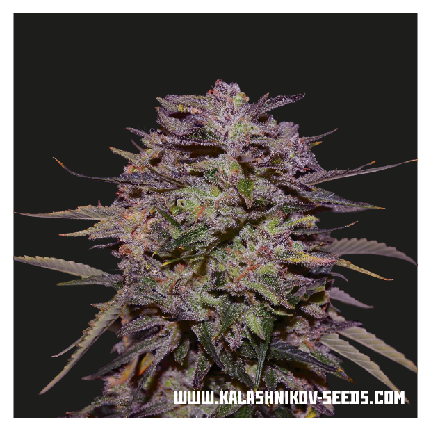 Kalashnikov Seeds Purple Russian Express 3 pcs feminised