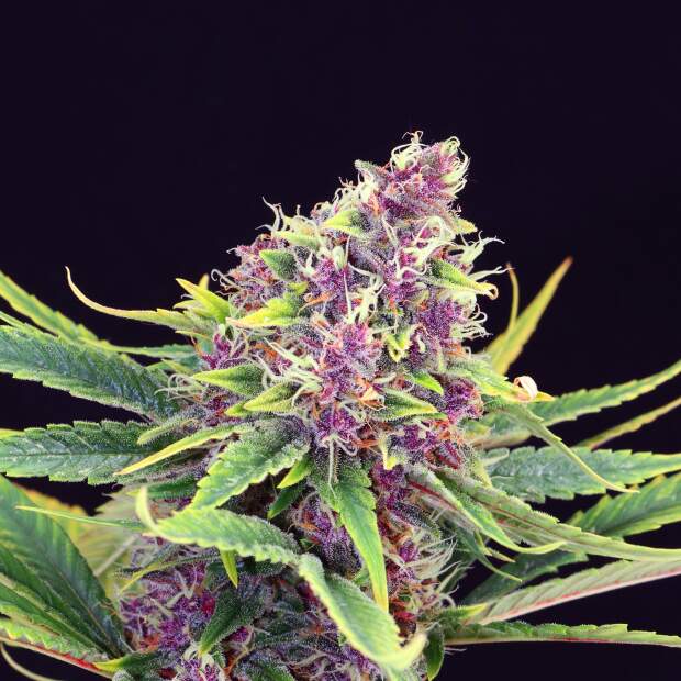 Kannabia Purple Kush 5 pcs feminised