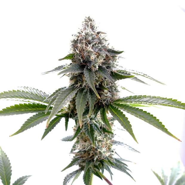 Kannabia Swiss Dream CBD 3 Stk feminisiert