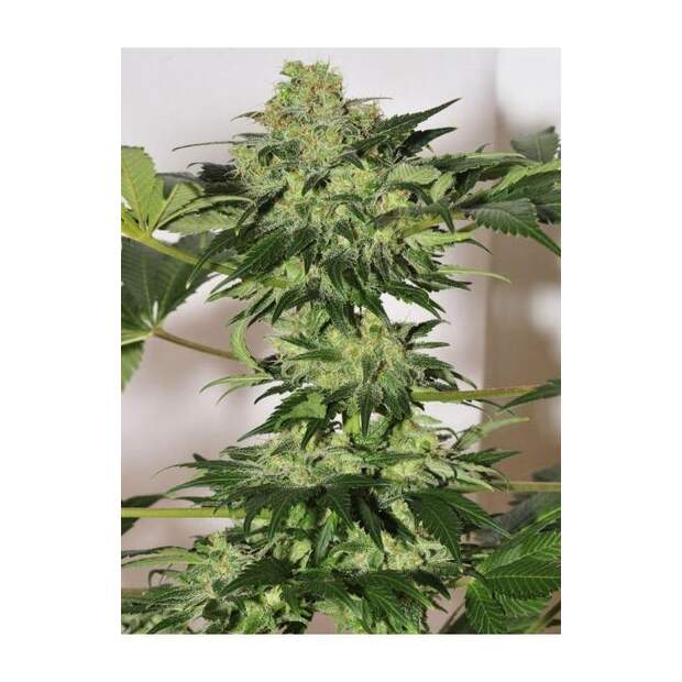 Mandala Seeds Beyond The Brain 10 Stk regular