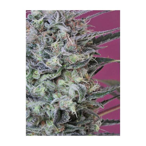 Mandala Seeds Krystalica 10 Stk regular